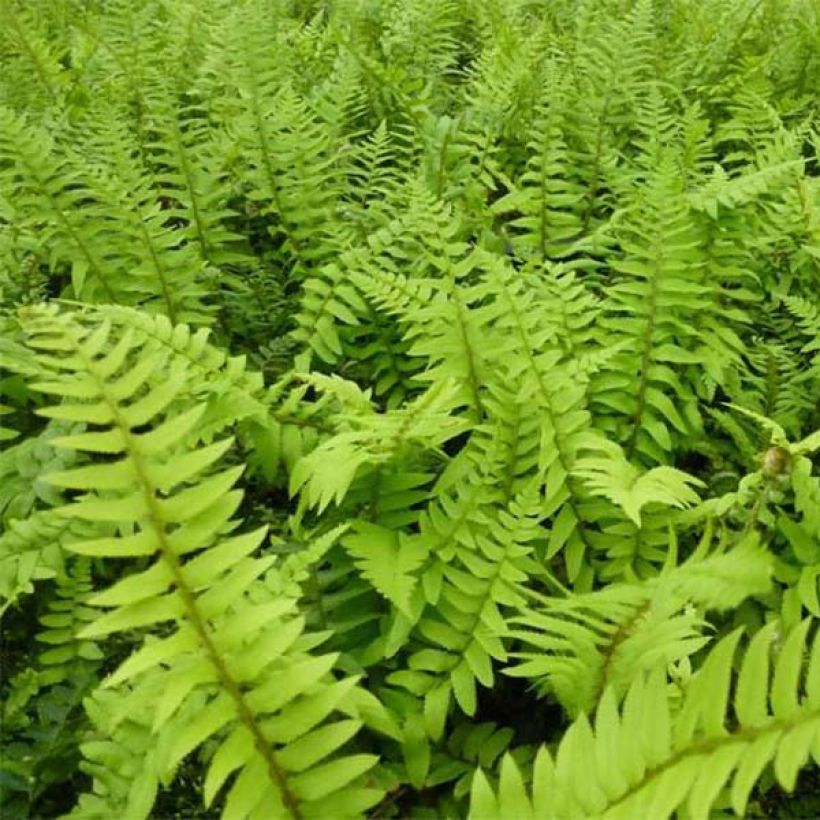 Polystichum munitum - Giant Holly Fern (Foliage)