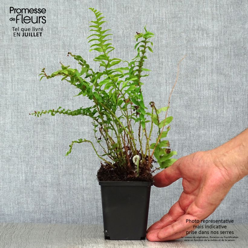Polystichum munitum - Giant Holly Fern 8/9 cm pot sample as delivered in summer