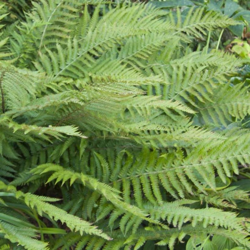 Polystichum polyblepharum - Japanese Lace Fern (Foliage)