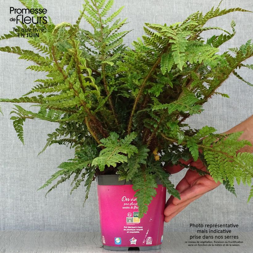 Polystichum polyblepharum - Japanese Lace Fern 2L/3L pot sample as delivered in summer