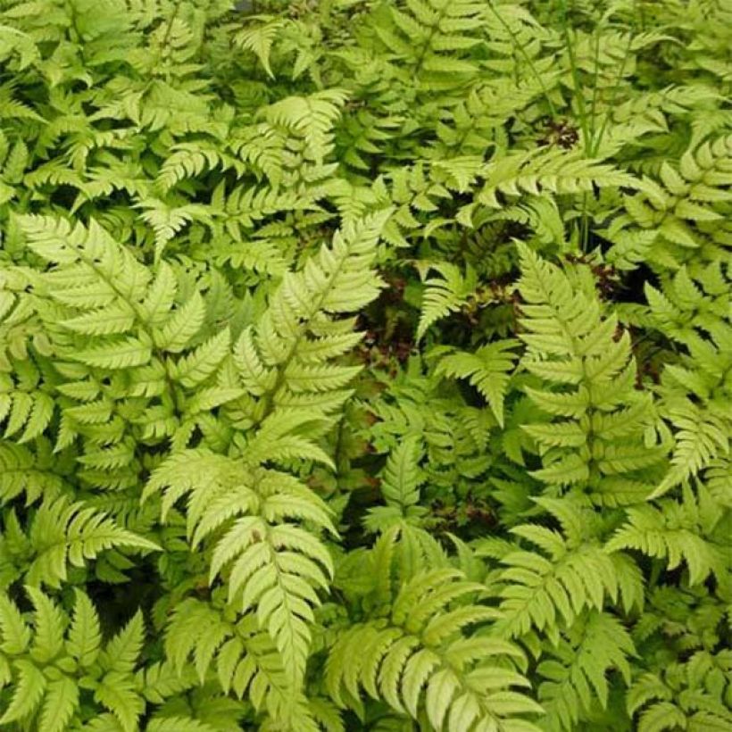 Polystichum rigens - Rigid Holly Fern (Foliage)