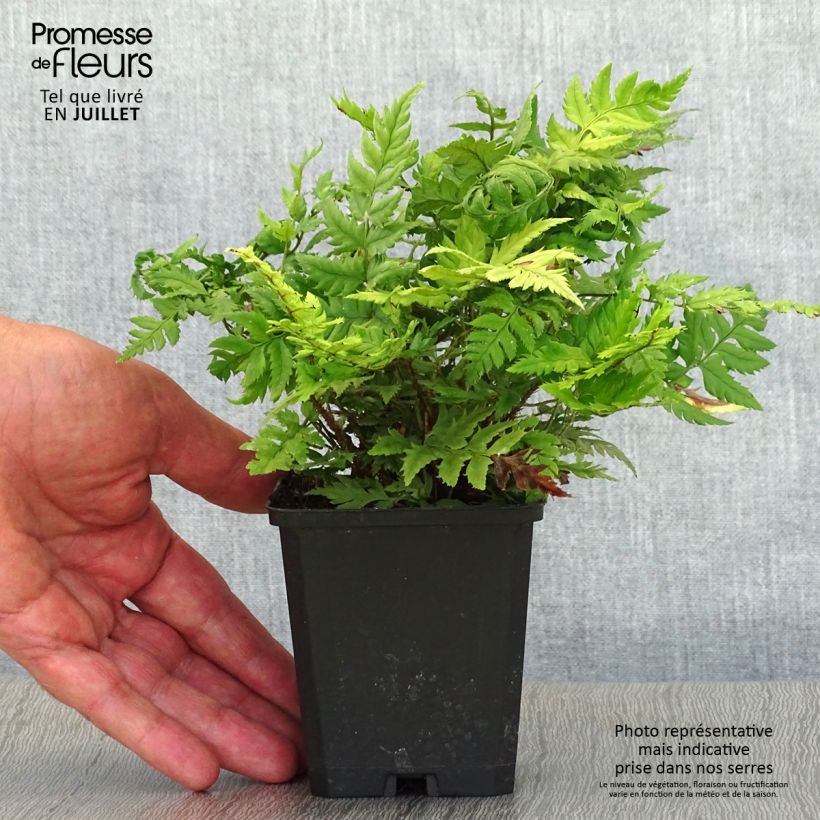 Polystichum rigens - Rigid Holly Fern 8/9 cm pot sample as delivered in summer