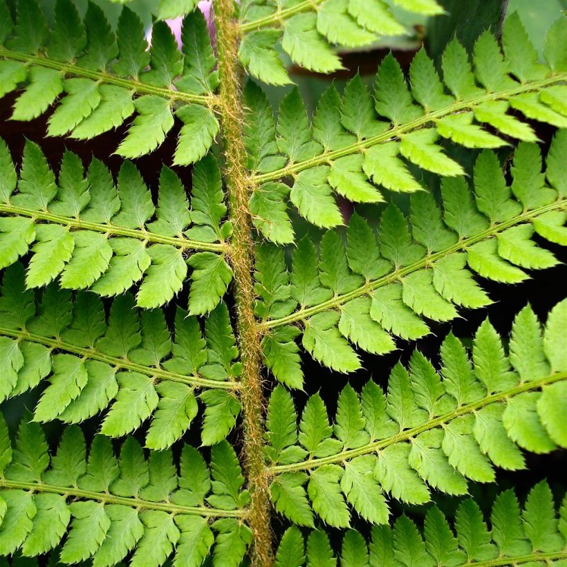 Polystichum setiferum Herrenhausen - Soft Shield Fern (Foliage)