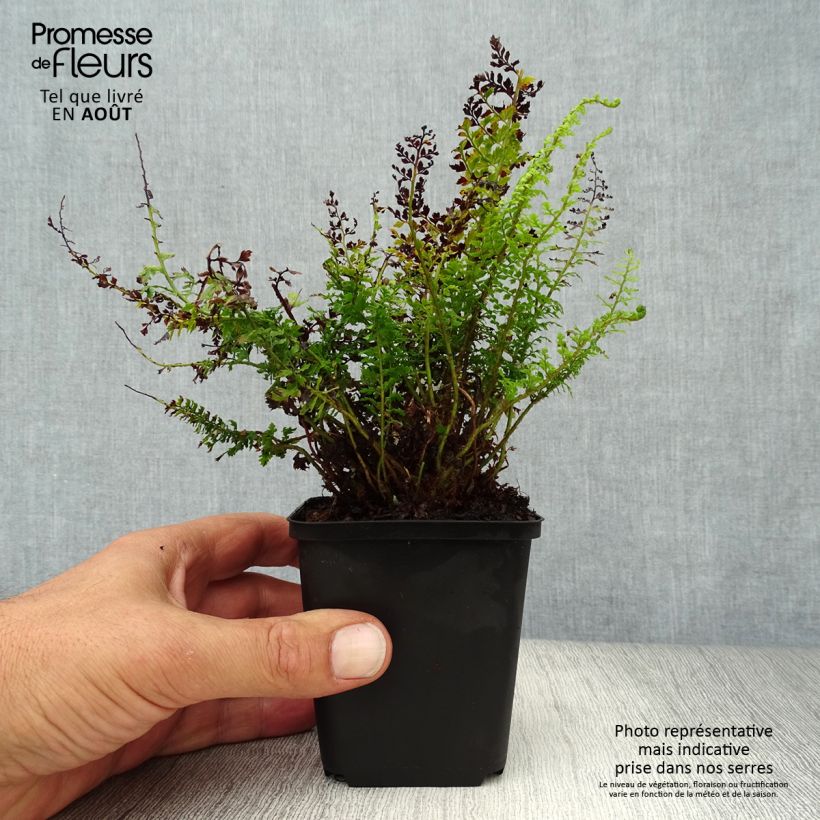 Polystichum setiferum Herrenhausen - Soft Shield Fern 8/9 cm pot sample as delivered in summer
