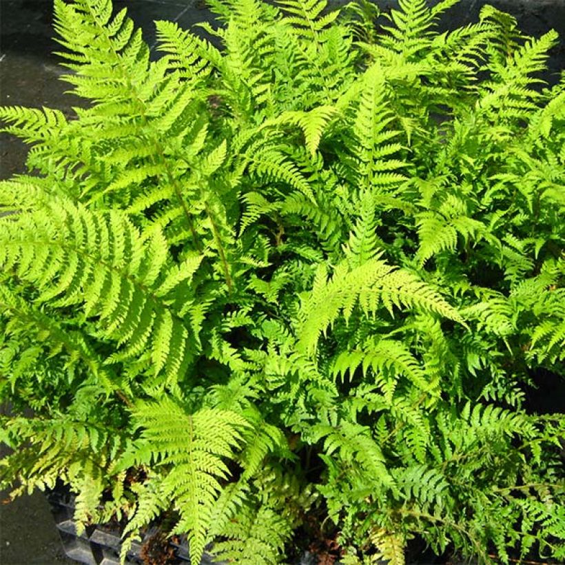 Polystichum setiferum Dahlem - Soft Shield Fern (Foliage)