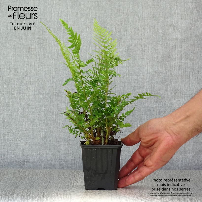 Polystichum setiferum - Soft Shield Fern 8/9 cm pot sample as delivered in summer