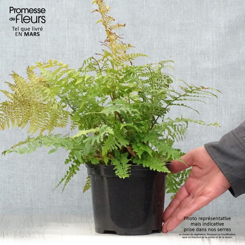 Polystichum setiferum - Soft Shield Fern sample as delivered in spring