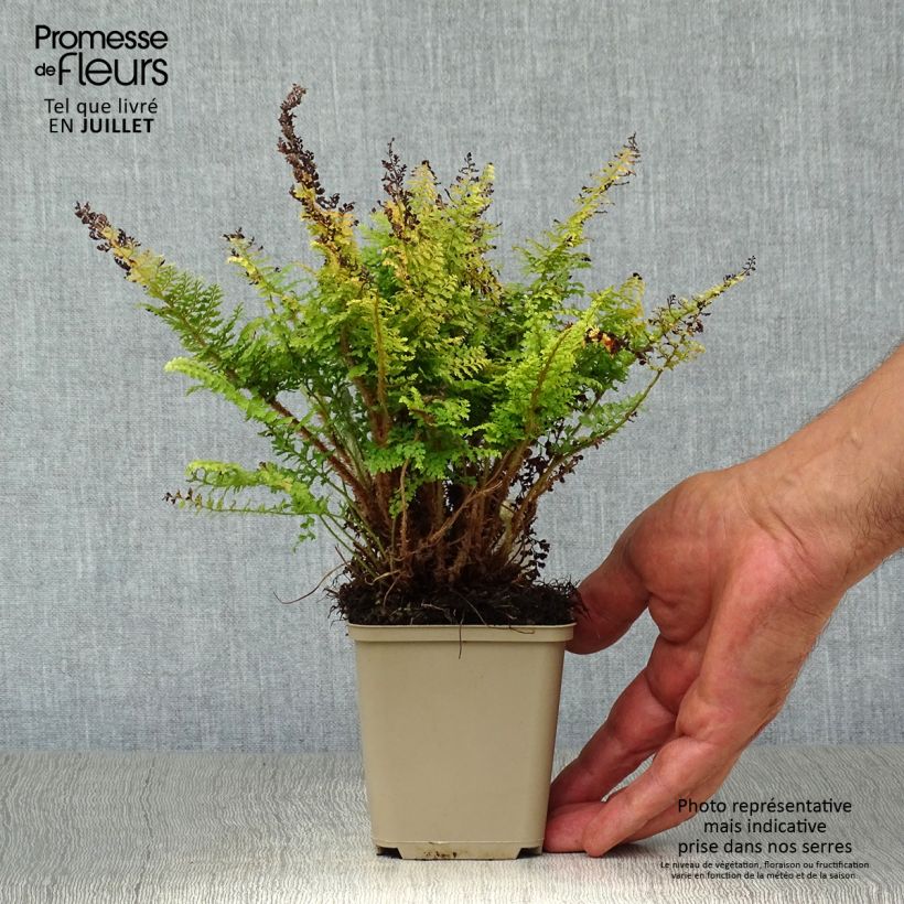 Polystichum setiferum Plumosum Densum - Soft Shield Fern 8/9 cm pot sample as delivered in summer