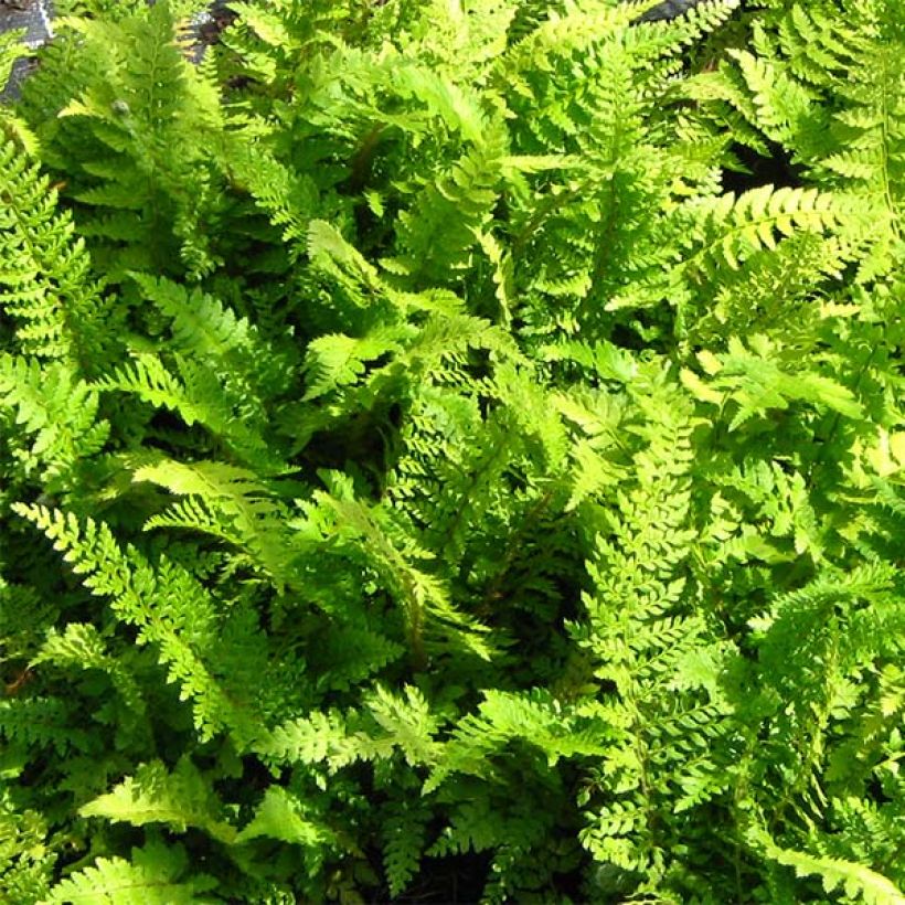 Polystichum setiferum Proliferum - Soft Shield Fern (Foliage)