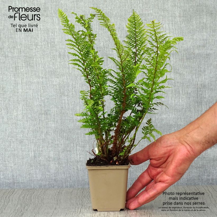 Polystichum setiferum Proliferum - Soft Shield Fern sample as delivered in spring