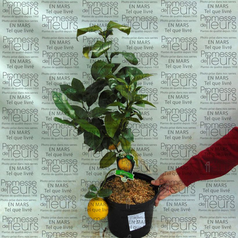 Example of Grapefruit - Citrus x paradisi Star Ruby 4L/5L pot specimen as delivered