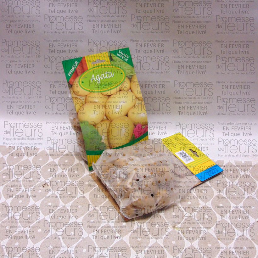 Example of Potatoes Agata Bag of 25 plants size 28/35 mm specimen as delivered