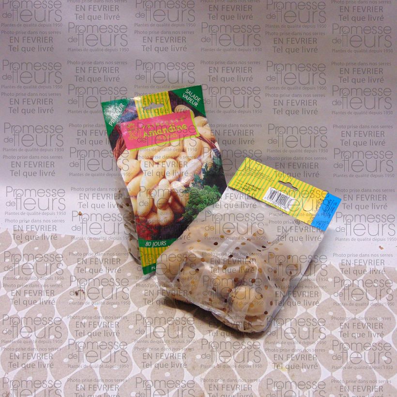 Example of Solanum tuberosum 'Amandine' Bag of 25 plants size 25/32 mm specimen as delivered