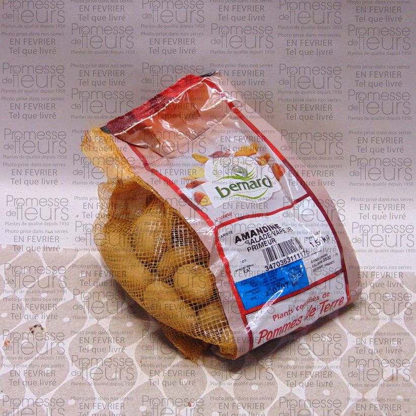 Example of Solanum tuberosum 'Amandine' Each size 25/32 mm specimen as delivered