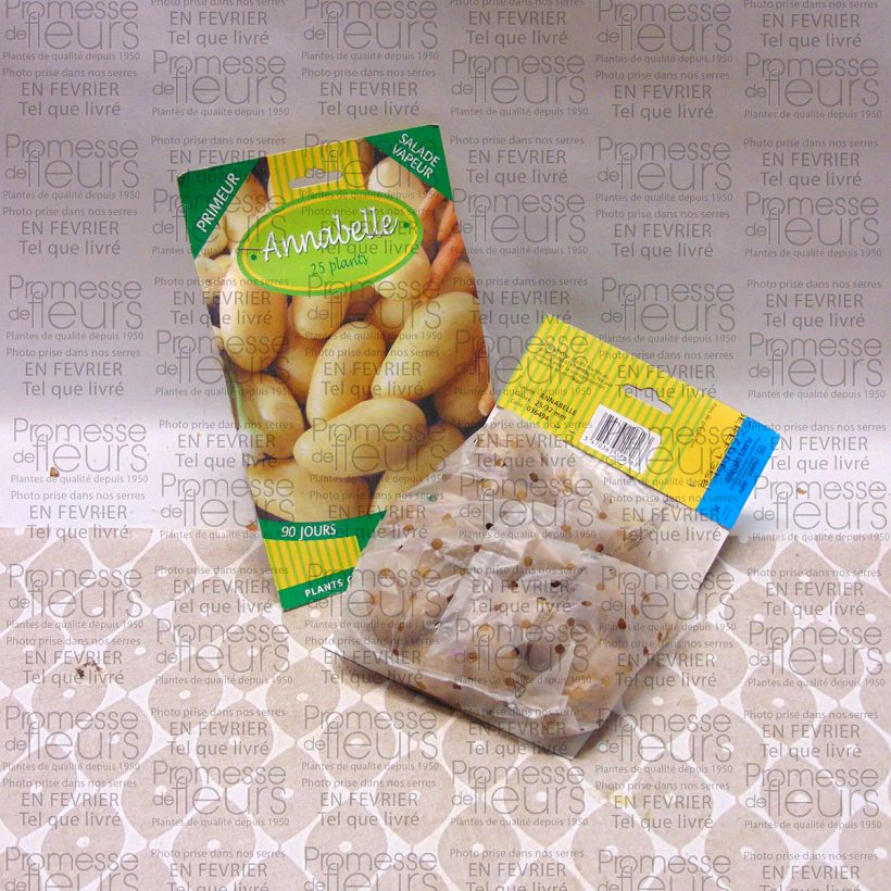 Example of Potatoes Annabelle Bag of 25 plants size 28/32 mm specimen as delivered