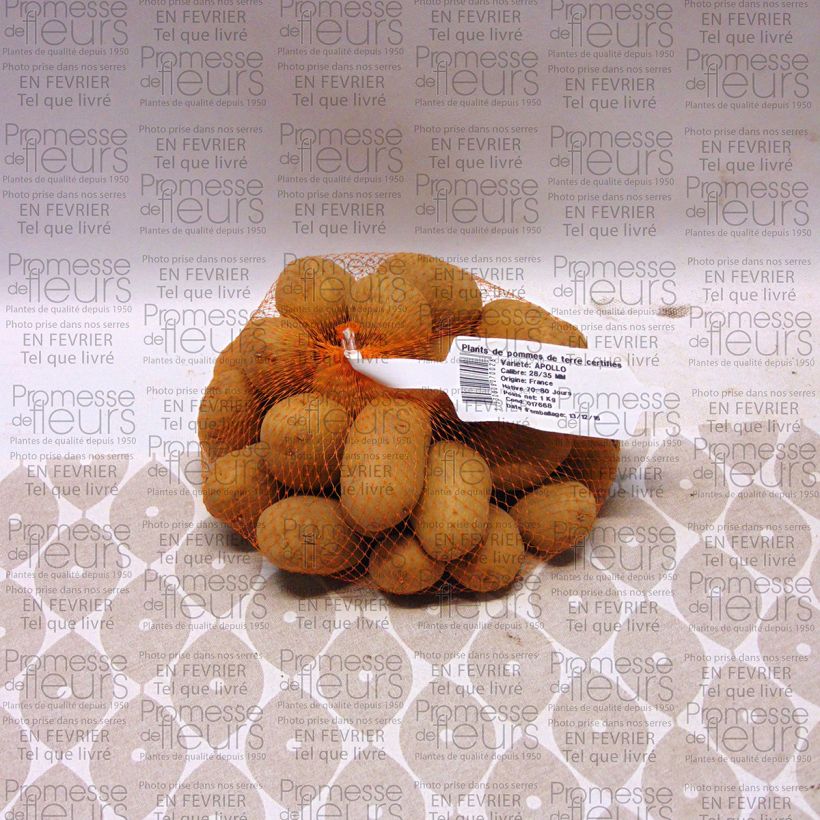 Example of Potatoes Apollo Each size 28/35 mm specimen as delivered