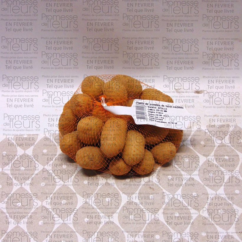Example of Potatoes Apollo specimen as delivered
