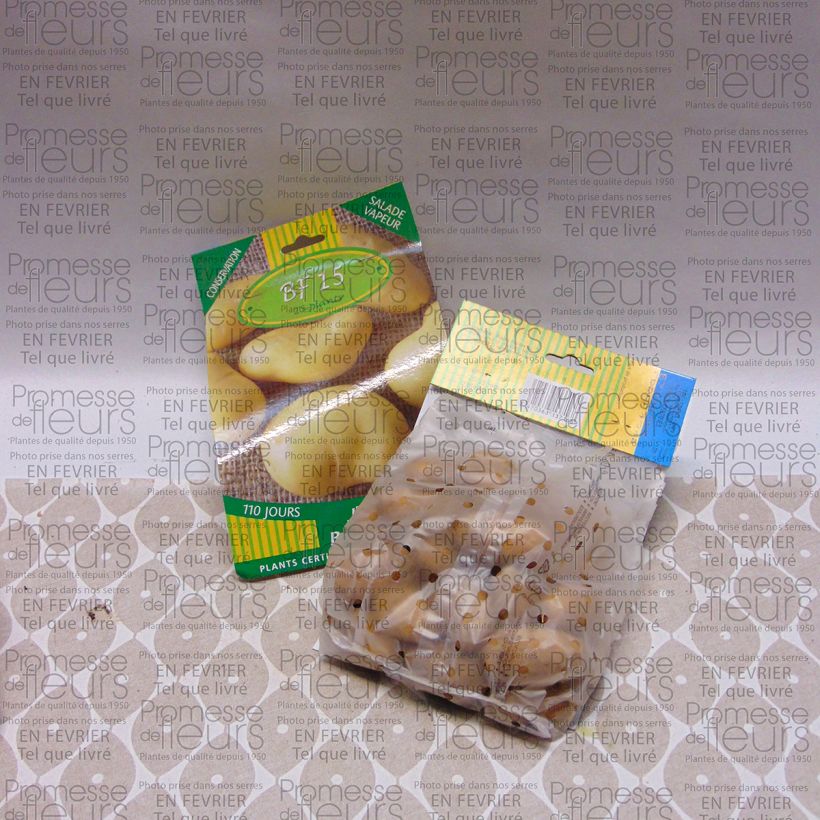 Example of Potatoes BF 15 Bag of 25 plants size 25/35 mm specimen as delivered