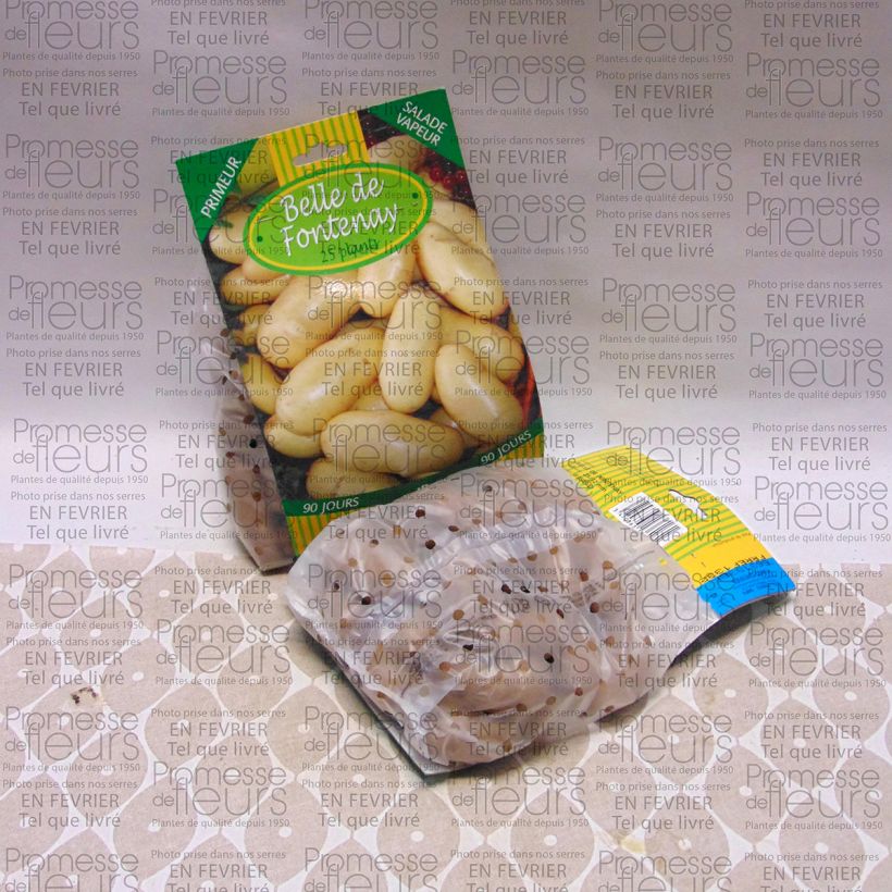 Example of Solanum tuberosum 'Belle de Fontenay' Bag of 25 plants size 25/32 mm specimen as delivered