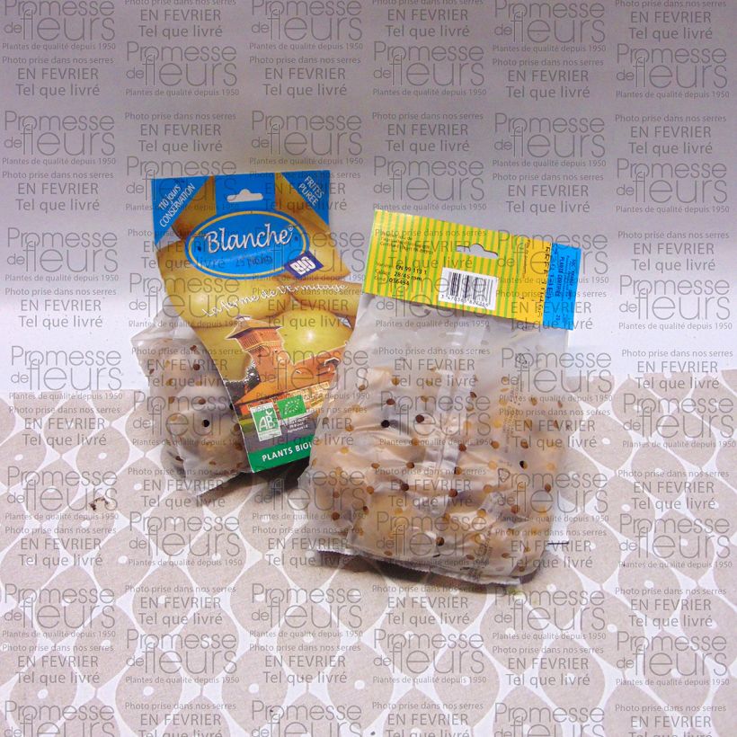 Example of Organic Potatoes White Bag of 25 plants size 28/45 mm specimen as delivered