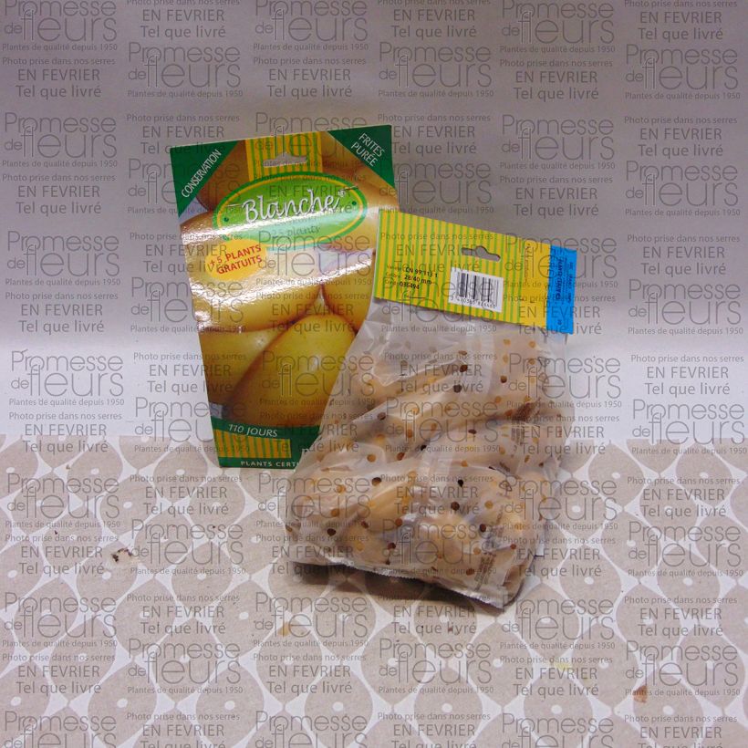 Example of Potatoes White Bag of 25 plants size 28/40 mm specimen as delivered