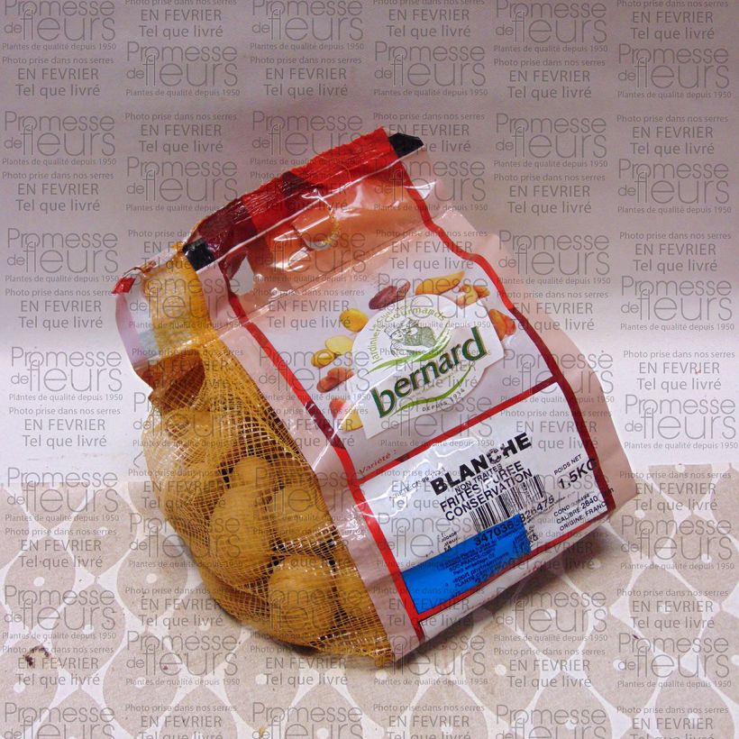 Example of Potatoes White Each size 28/40 mm specimen as delivered