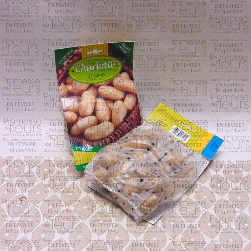 Example of Solanum tuberosum 'Charlotte' Bag of 25 plants size 25/32 mm specimen as delivered