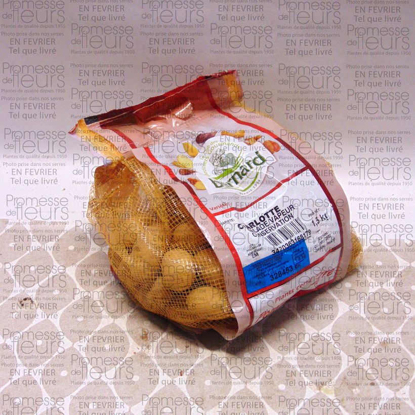 Example of Solanum tuberosum 'Charlotte' Each size 25/32 mm specimen as delivered