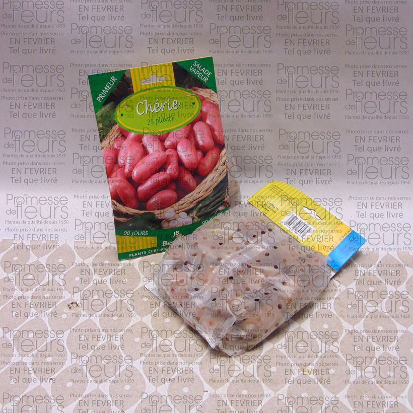 Example of Potatoes Cherie Bag of 25 plants size 25/32 mm specimen as delivered