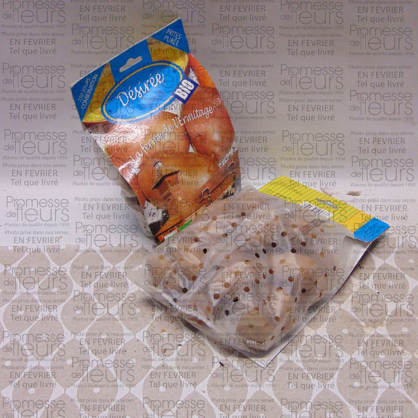 Example of Organic Potatoes Desiree Bag of 25 plants size 28/45 mm specimen as delivered