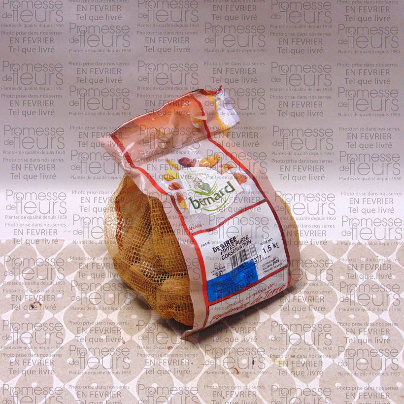 Example of Potatoes Desiree Each size 28/35 mm specimen as delivered