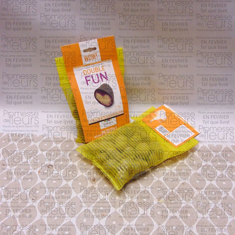 Example of Potatoes Double Fun Bag of 25 plants size 28/35 mm specimen as delivered