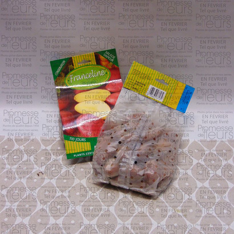 Example of Potatoes Franceline Bag of 25 plants size 28/32 mm specimen as delivered