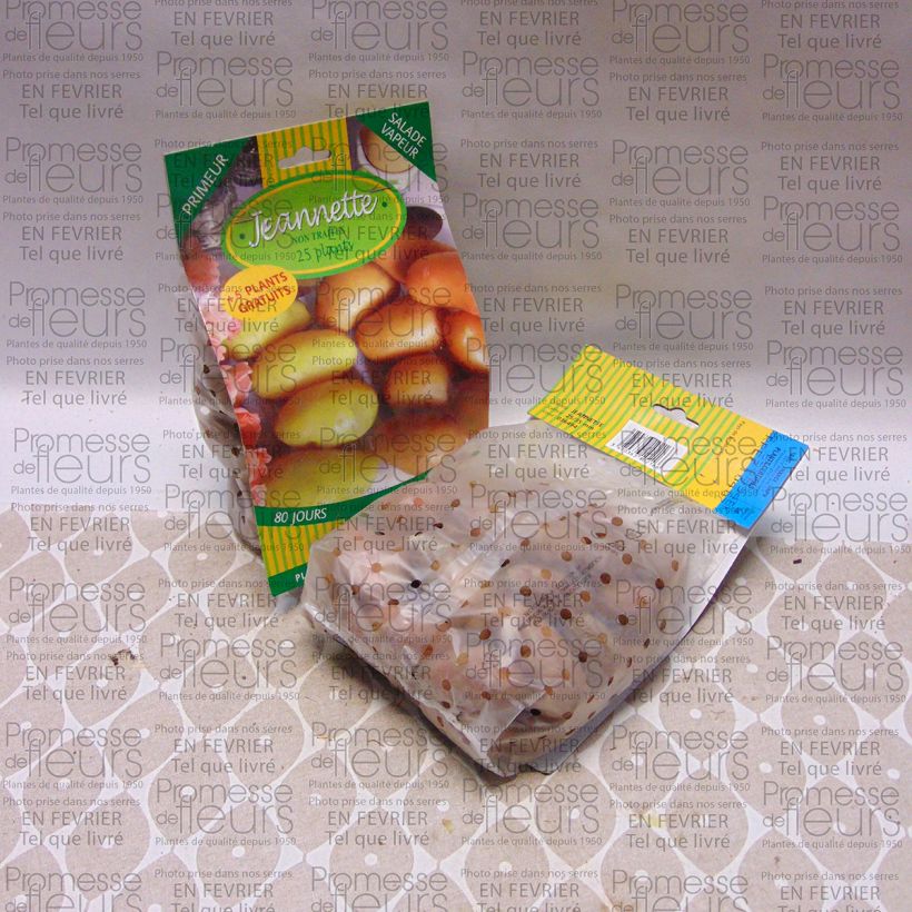 Example of Potatoes Jeannette (N°105-2) Bag of 25 plants size 25/35 mm specimen as delivered