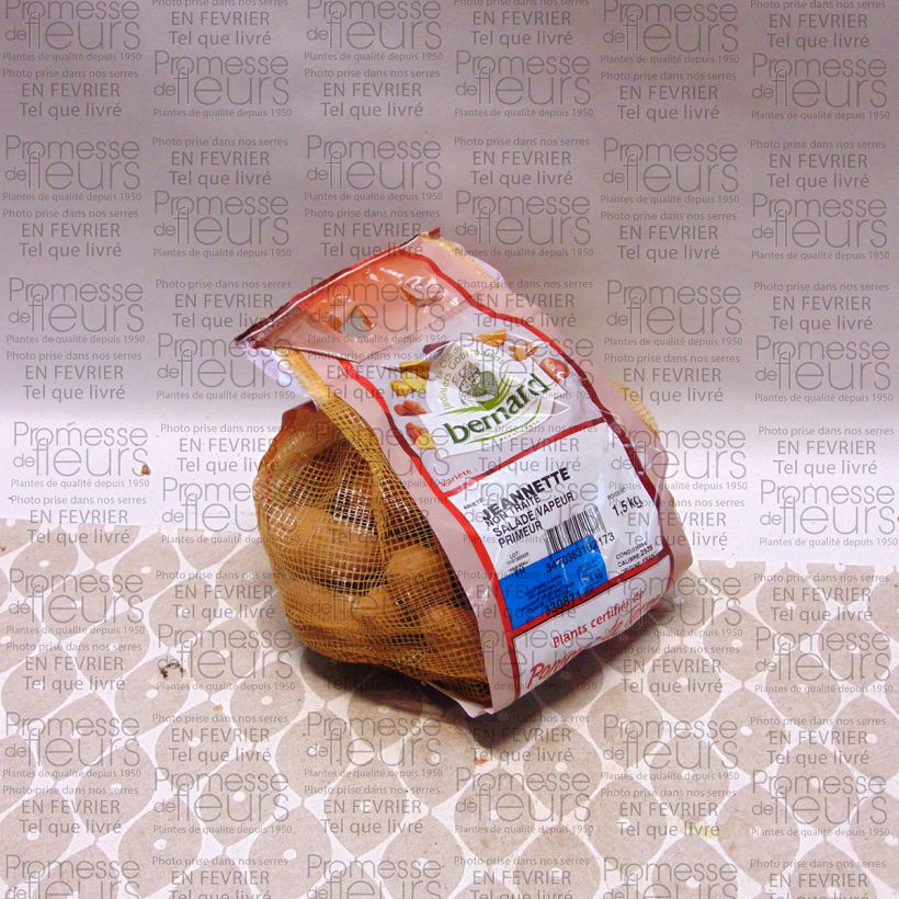 Example of Potatoes Jeannette (N°105-2) Each size 25/35 mm specimen as delivered