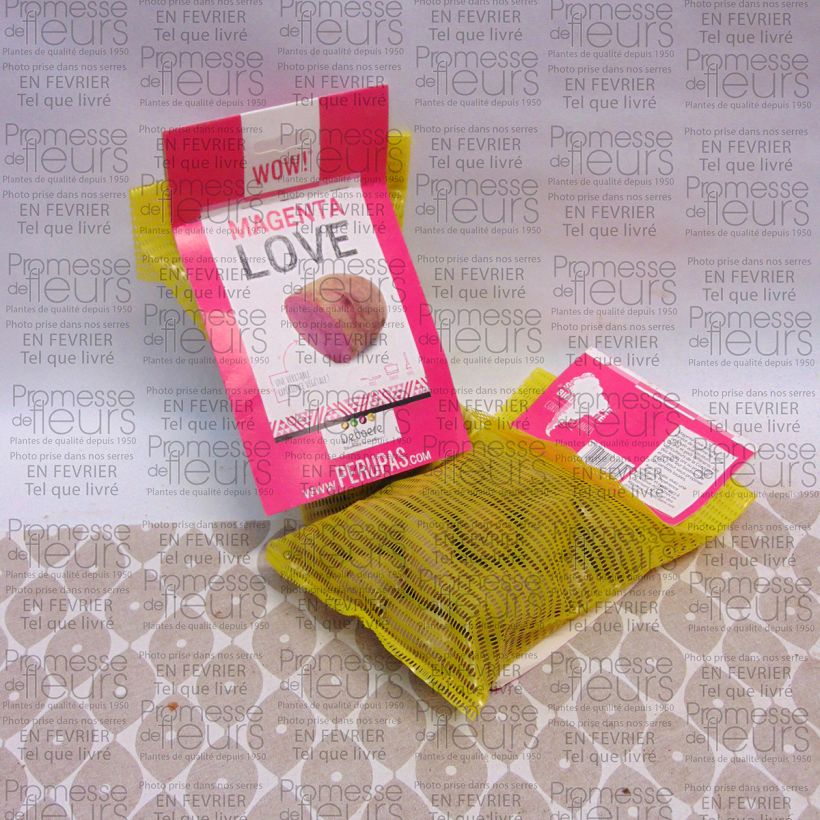 Example of Potatoes Magenta Love Bag of 25 plants size 28/32 mm specimen as delivered