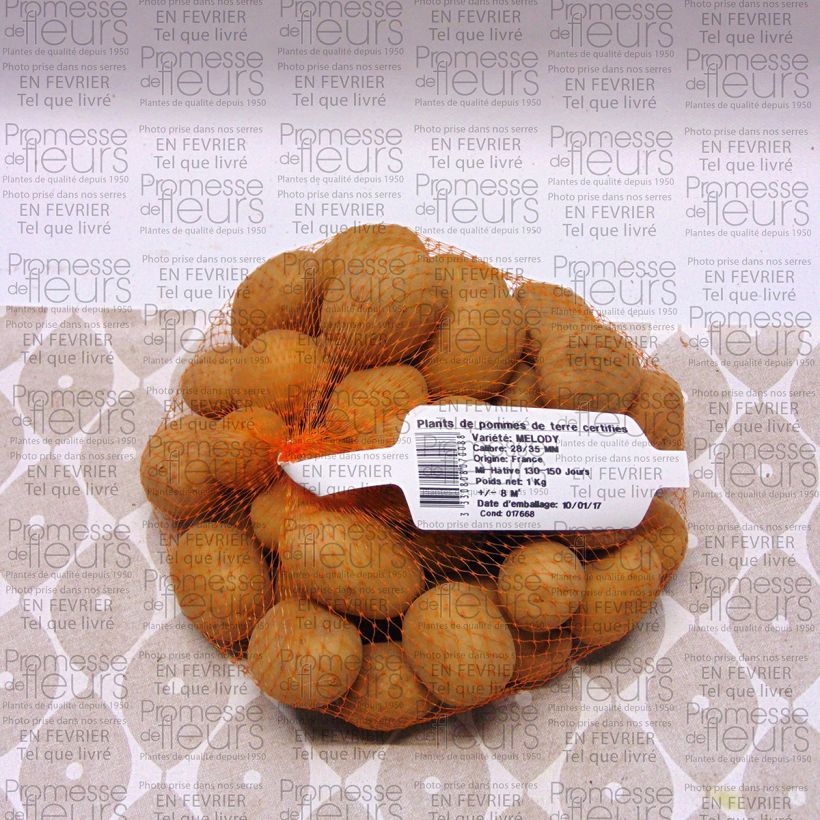 Example of Potatoes Melody Each size 28/35 mm specimen as delivered