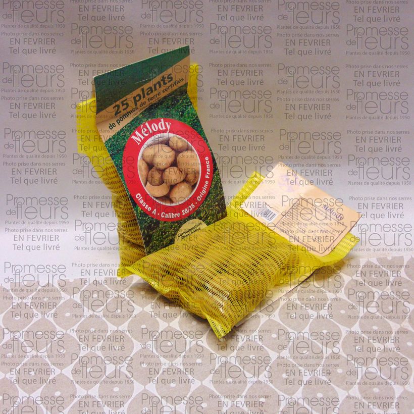 Example of Potatoes Melody Bag of 25 plants size 28/35 mm specimen as delivered