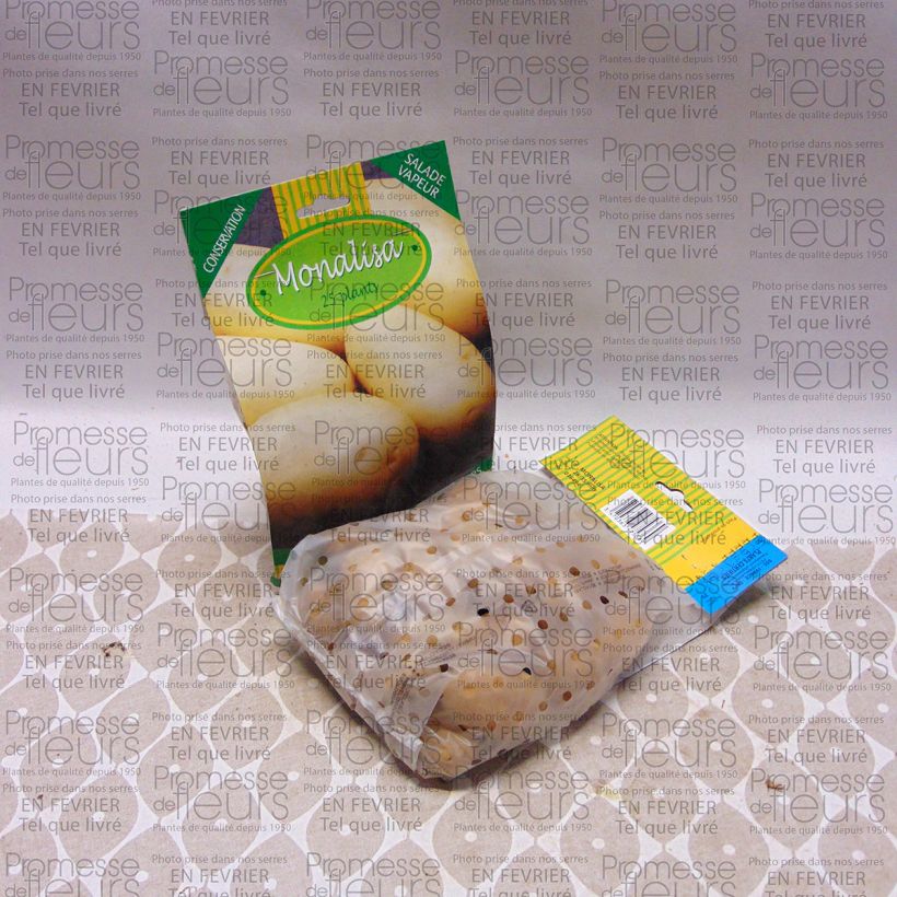 Example of Potatoes Mona Lisa Bag of 25 plants size 28/35 mm specimen as delivered