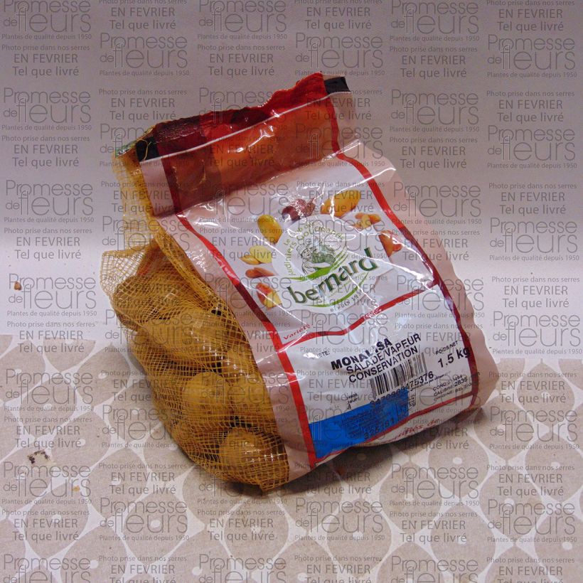 Example of Potatoes Mona Lisa Each size 28/35 mm specimen as delivered