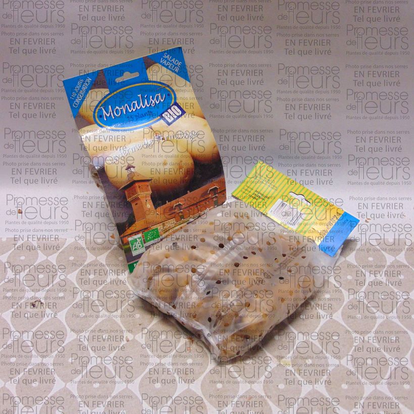 Example of Organic Potatoes Mona Lisa Bag of 25 plants size 28/45 mm specimen as delivered