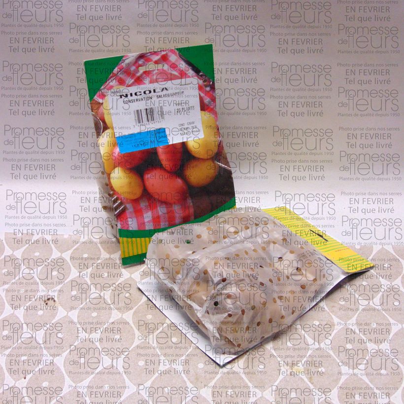Example of Potatoes Nicola Bag of 25 plants size 28/35 mm specimen as delivered