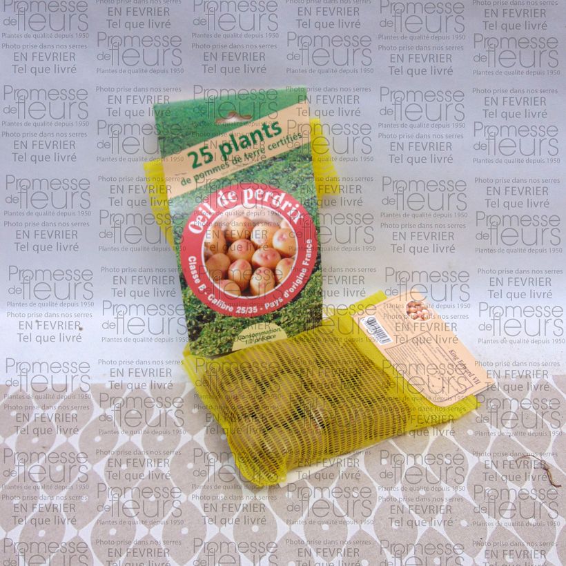 Example of Potatoes King Edward Bag of 25 plants size 28/35 mm specimen as delivered
