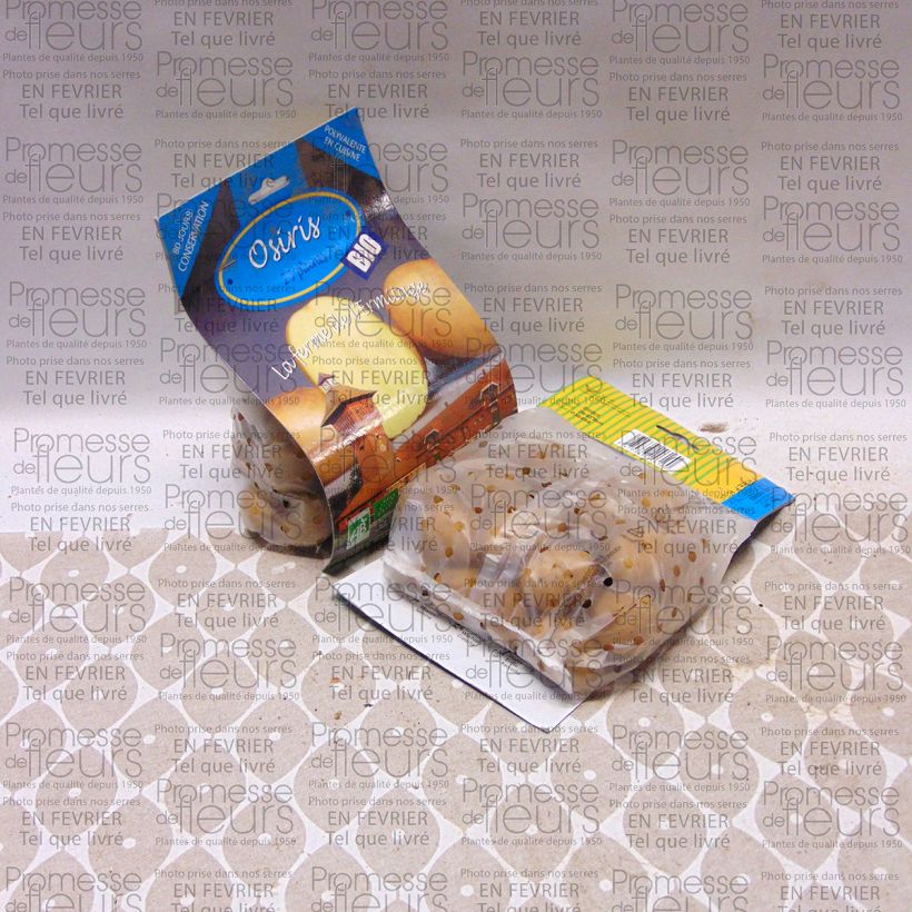 Example of Organic Potatoes Osiris Bag of 25 plants size 28/45 mm specimen as delivered