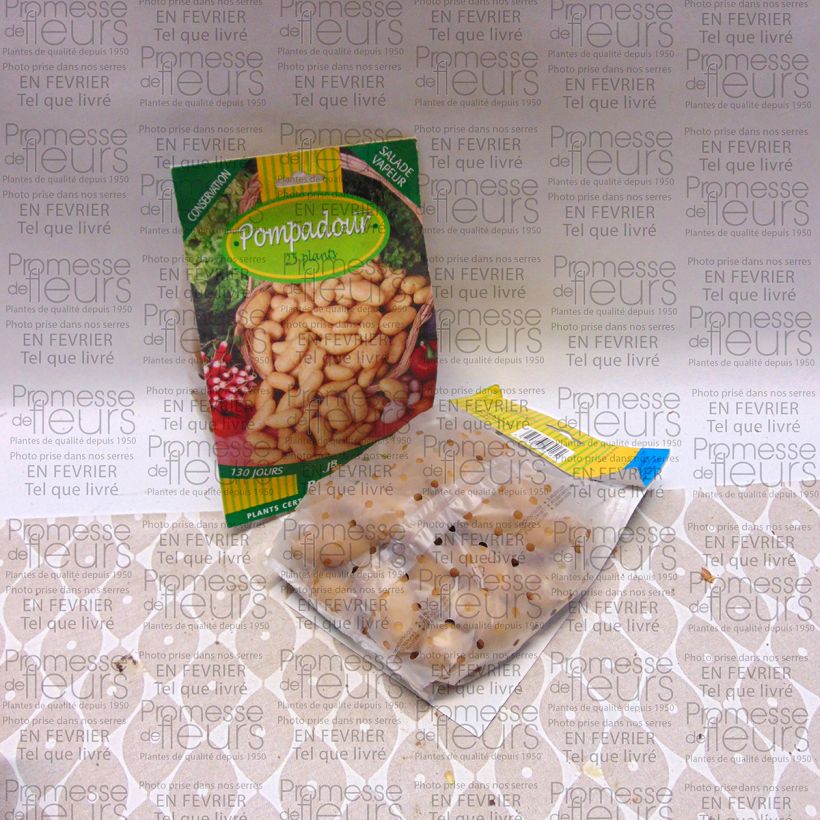Example of Potatoes Pompadour Bag of 25 plants size 25/32 mm specimen as delivered