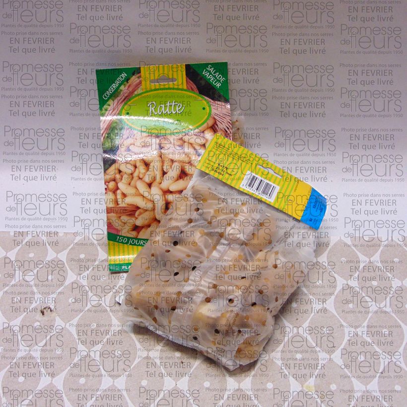 Example of Potatoes Ratte Potato Bag of 25 plants size 25/32 mm specimen as delivered