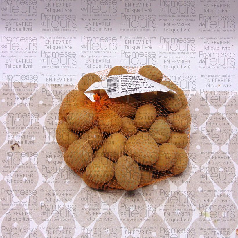 Example of Potatoes Resy Each size 28/35 mm specimen as delivered
