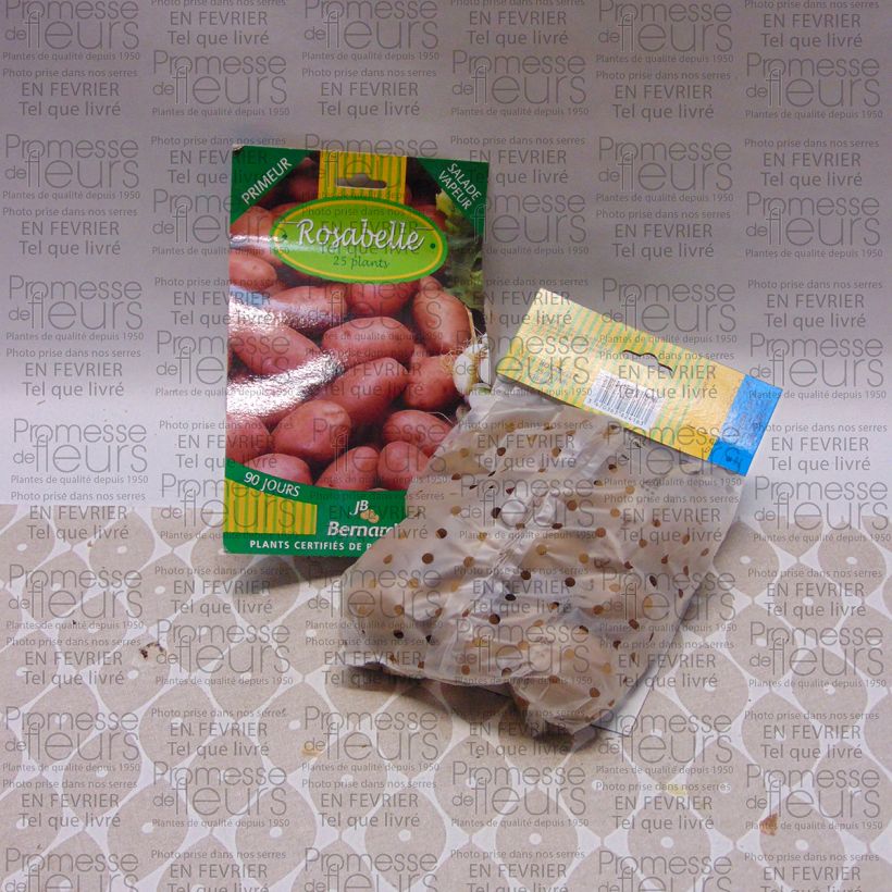 Example of Potatoes Rosabelle Bag of 25 plants size 25/40 mm specimen as delivered