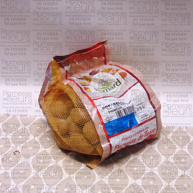 Example of Potatoes Rosabelle Each size 25/40 mm specimen as delivered