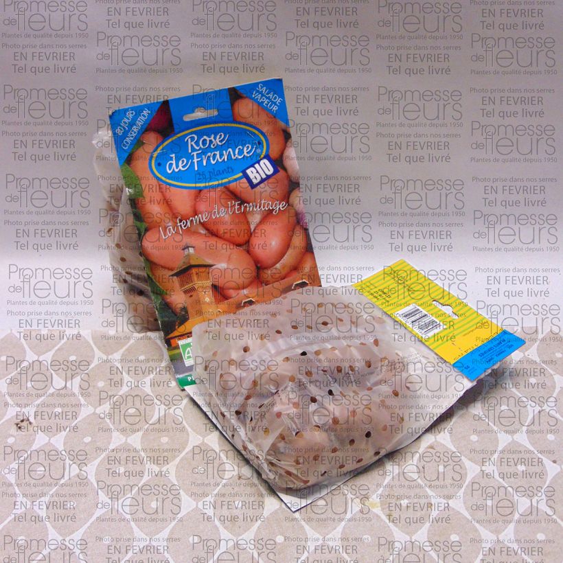 Example of Potatoes Rose de France Organic Bag of 25 plants size 25/40 mm specimen as delivered